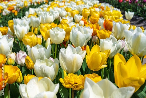Capture the essence of spring with this vibrant image of a tulip garden, showcasing blooming white and yellow tulips. Perfect for backgrounds and spring promotions, conveying joy and freshness.