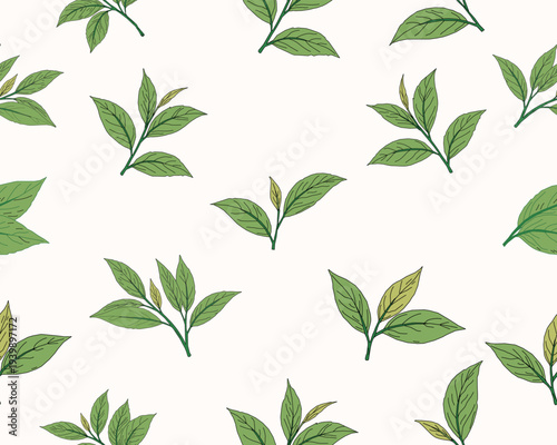 Seamless Tea Leaves Pattern Botanical Green Leaf Background. Hand Drawn Tea Leaf Seamless Pattern Natural Botanical Foliage Background.Green Tea Leaves Repeat Pattern Organic Herbal Plant Illustration