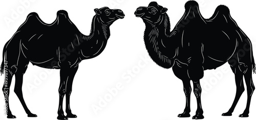 Vector silhouette of two desert camels standing together for middle eastern travel concept, animal wildlife illustration, and safari theme design.