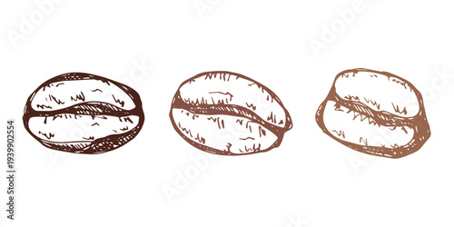 Set of hand drawn fresh roasted coffee bean Arabica robusta seed doodle Single element for design print packaging label decor