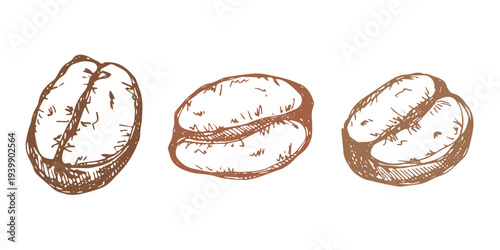 Set of hand drawn fresh roasted coffee bean Arabica robusta seed doodle Single element for design print packaging label decor