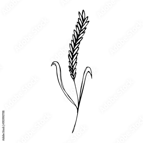Hand drawn cereal wheat oat rye barley rice ears spikelet clipart Organic wheat bread agriculture farming harvest healthy food Single element for print packaging label design decor