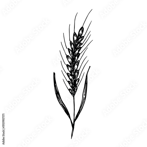 Hand drawn cereal wheat oat rye barley rice ears spikelet clipart Organic wheat bread agriculture farming harvest healthy food Single element for print packaging label design decor