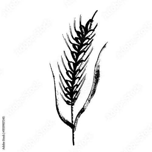 Hand drawn cereal wheat oat rye barley rice ears spikelet clipart Organic wheat bread agriculture farming harvest healthy food Single element for print packaging label design decor