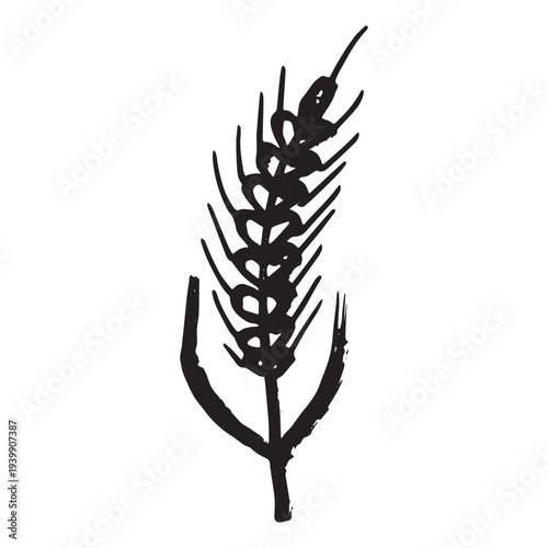 Hand drawn cereal wheat oat rye barley rice ears spikelet clipart Organic wheat bread agriculture farming harvest healthy food Single element for print packaging label design decor