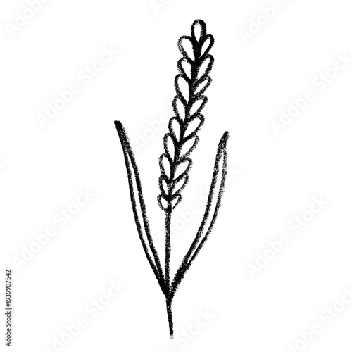 Hand drawn cereal wheat oat rye barley rice ears spikelet clipart Organic wheat bread agriculture farming harvest healthy food Single element for print packaging label design decor