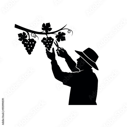 Grape harvesting silhouette of a farmer.