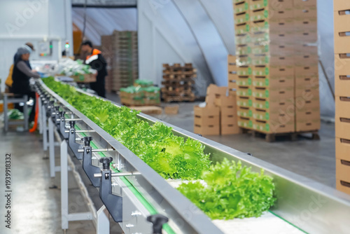 Rows line queue of crisp green lettuce travel smoothly along a stainless steel conveyor belt inside a large, high-tech indoor farm. This automated process ensures fresh produce delivery