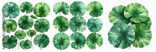 Watercolor vibrant green lotus leaves with natural round shapes and organic texture, botanical aquatic foliage illustration isolated on clean white background