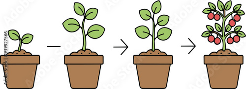 Plant growth stages in pot from seedling to fruiting plant gardening lifecycle process vector illustration isolated on background