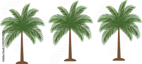 Tropical palm trees collection green coconut palm tree set summer beach island nature vector illustration design elements