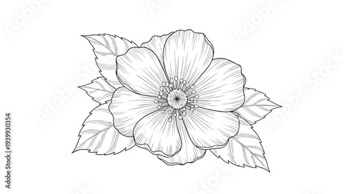 Detailed black and white line art drawing of a single rose flower with leaves in an engraving style for coloring books or botanical prints.