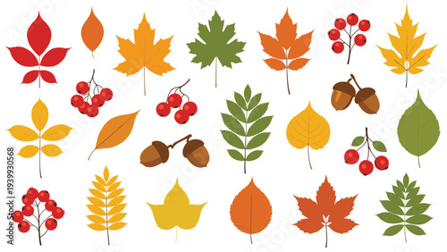 Large collection of diverse autumn elements including colorful maple and oak leaves, acorns, and red berry branches isolated on white ground.
