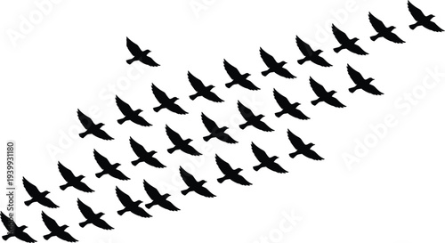 Black silhouettes of a large flock of birds flying together in a diagonal formation against a white background for nature and migration concepts