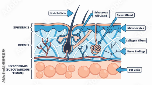 Detailed educational flat vector diagram of human skin cross section layers for biology lesson
