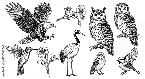 Various bird species illustrated in flight and perched, showcasing different forms, wings outstretched, in a collection of vector graphics, from owls to hummingbirds and herons.