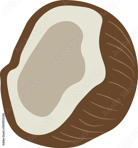 Fresh Tropical Coconut Half Shell Vector Illustration Isolated on White