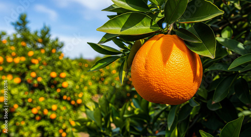 Closeup ripe orange fruit hanging on tree branch with green leaves