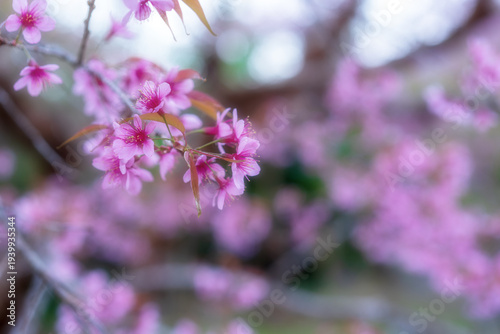 closeup cherry blossoms blooming or sakura on cherry blossom tree or tiger claw trees and blur pink flower garden with white light bokeh background in spring for beauty in nature by prunus cerasoides