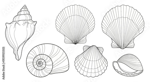 Collection of seashells line art illustrations.