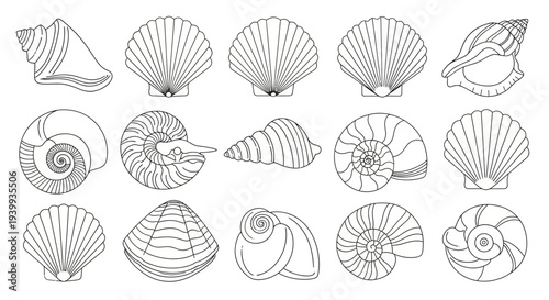 A collection of detailed line drawings of various seashells, showcasing different shapes and patterns.