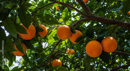 View looking upward at oranges hanging densely from tall citrus tree