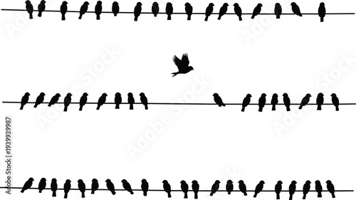 Black silhouette of a flock of birds sitting on power lines with one bird flying away isolated on a white background