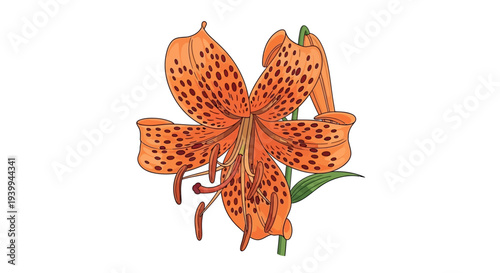 Illustration of a peace lily plant with a white flower and green leaves.