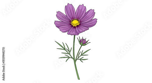 Yellow daisy-like flower with green stem and leaves on white background.