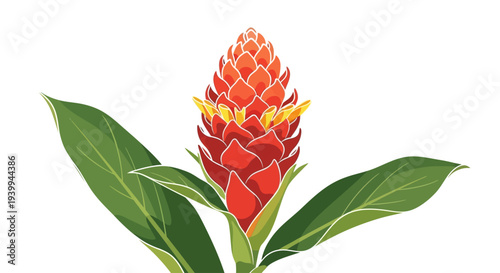 Illustration of a yellow Crown Imperial flower