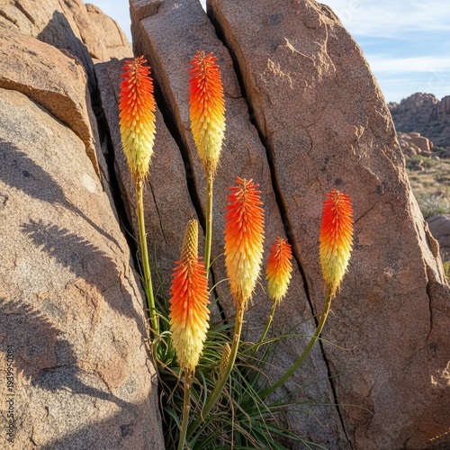 Kniphofia on Gneiss Red hot poker flowers on sharp gneiss uprigh