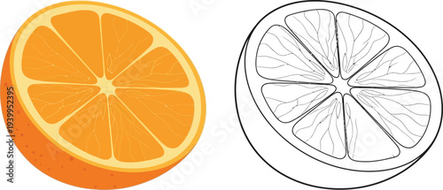 Fresh orange half illustration and outline drawing ideal for healthy eating campaigns juice labels or educational coloring book pages