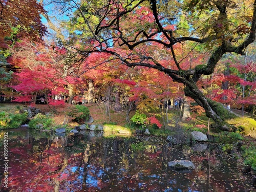 Foto japanese maple tree in Kyoto