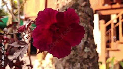 A close-up image of vibrant red cranberry hibiscus flowers against striking purplish-red leaves in a garden.