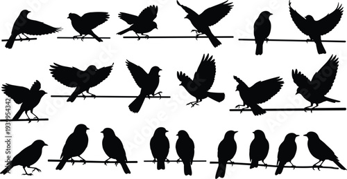 Mega collection of black bird silhouettes featuring soaring eagles flying raven flocks and small songbirds perched on wires isolated on white background for nature wildlife design