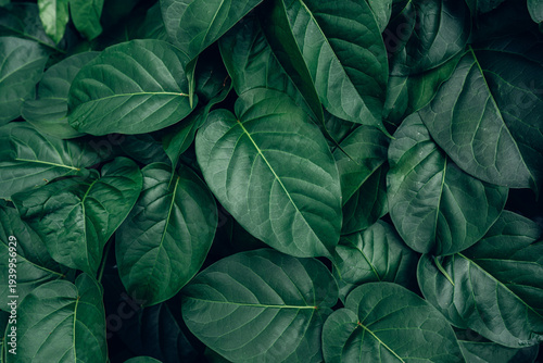 abstract tropical leaf textures on dark tone, natural green background.