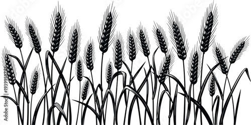 Wheat field silhouettes with tall stalks, spiky seed heads and leaves, agricultural crop illustration for creative vector design projects