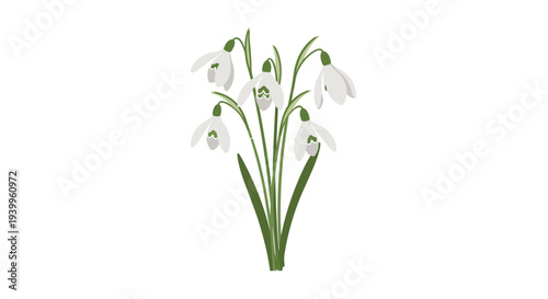 Delicate bunch of white snowdrop flowers with green stems and leaves isolated on a white background for early spring and nature illustrations.