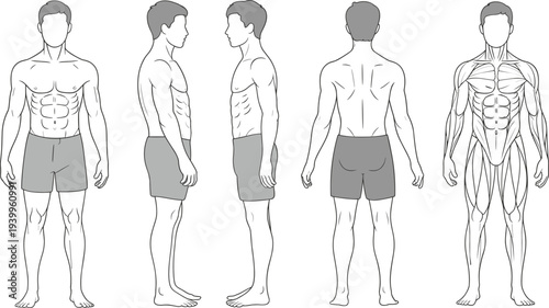 Male anatomy illustration, muscular system front back side view, flat vector