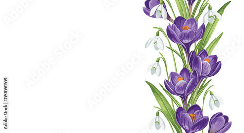 Elegant vertical floral border composed of blooming purple crocus flowers and delicate white snowdrops with green leaves.