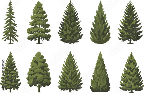 Assortment of Ten Realistic Evergreen Trees on a White Background vector