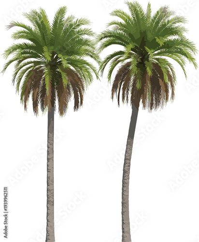 Pair of tall palm trees with lush green fronds and textured brown trunks on a white background tropical
