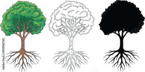 Three stylized trees with exposed root systems in color outline and silhouette on white roots nature