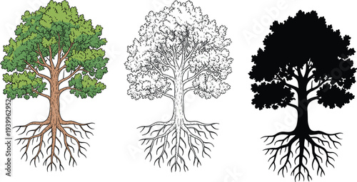 Three stylized trees with exposed root systems in color outline and silhouette on white roots nature