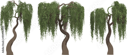 Three weeping willow trees with green leaves and brown trunks on a white background nature