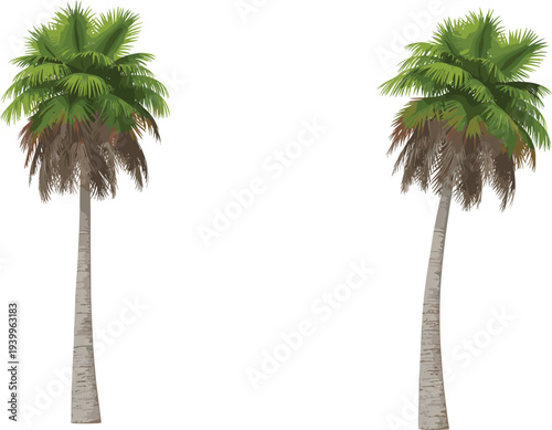 Two tall palm trees with green fronds and textured brown trunks on a white background tropical nature