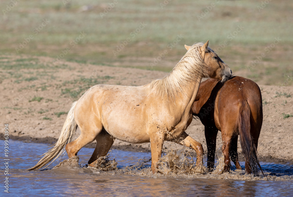Obraz premium Chestnut and Palomino wild horse stallions fighting and biting while in the water in the Apache Sitgreaves National Forest near Heber Arizona United States