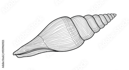Intricate black and white engraving captures the delicate textures and spiral structure of a long marine seashell from the ocean.