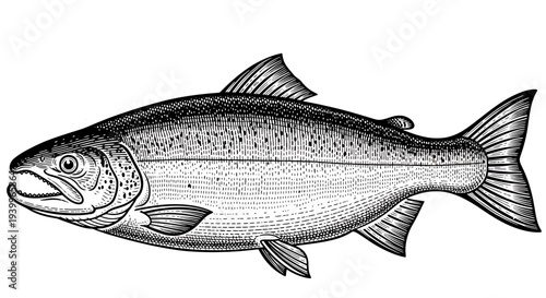 Vintage engraving illustration of a salmon fish