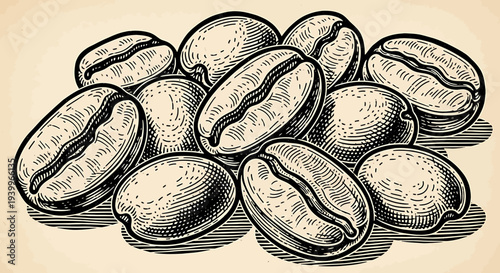 Hand drawn illustration of coffee beans in vintage engraving style